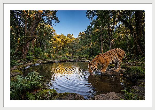 Asian Tiger At Water Pool