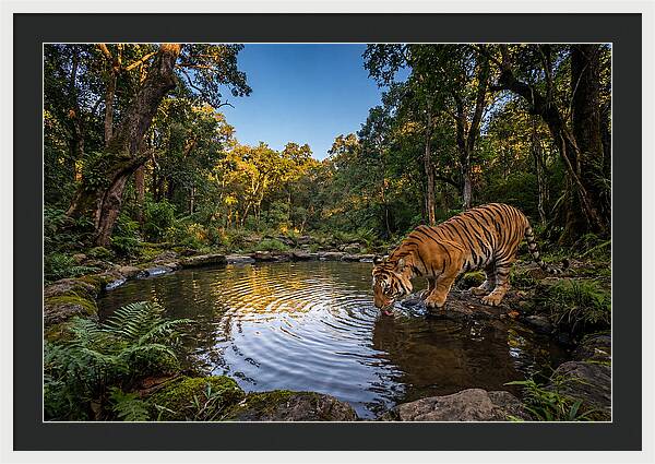 Asian Tiger At Water Pool