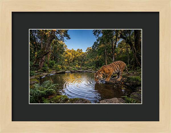 Asian Tiger At Water Pool