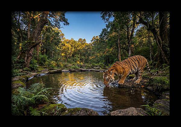 Asian Tiger At Water Pool
