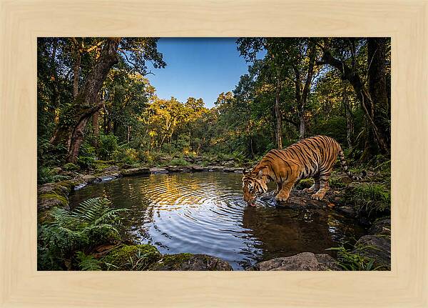 Asian Tiger At Water Pool