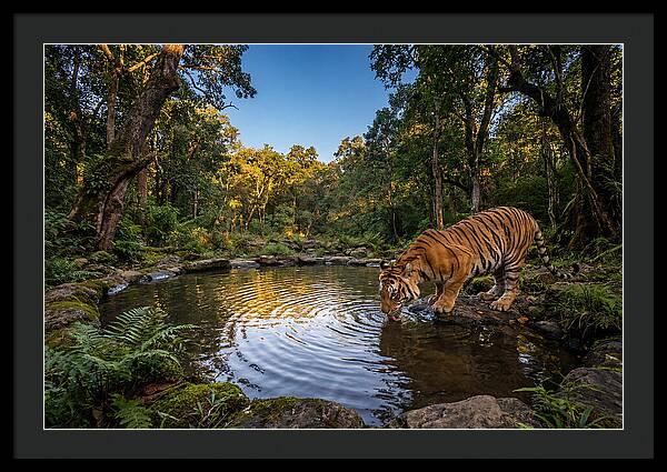 Asian Tiger At Water Pool