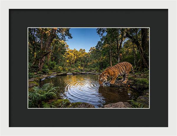 Asian Tiger At Water Pool