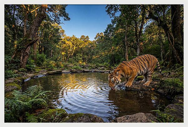 Asian Tiger At Water Pool