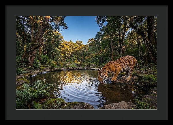 Asian Tiger At Water Pool
