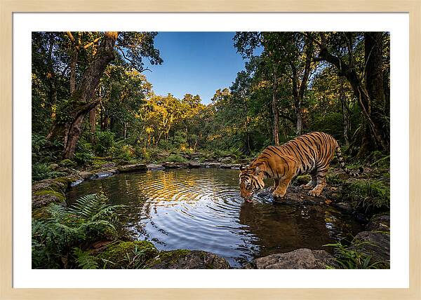 Asian Tiger At Water Pool