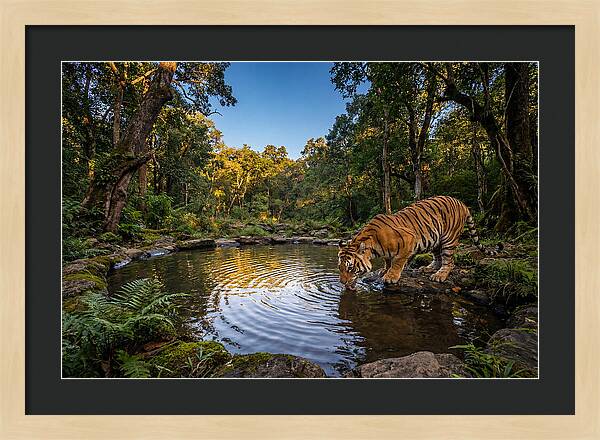 Asian Tiger At Water Pool