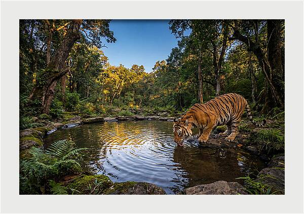 Asian Tiger At Water Pool