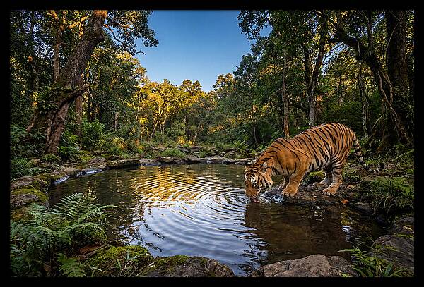 Asian Tiger At Water Pool