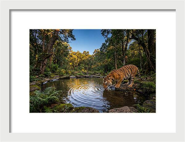 Asian Tiger At Water Pool