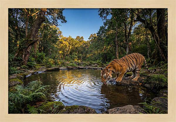 Asian Tiger At Water Pool