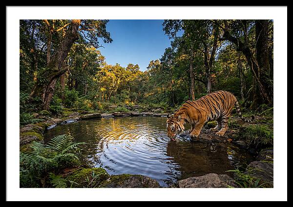 Asian Tiger At Water Pool