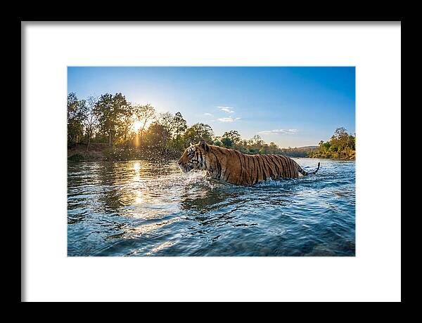 Asian Tiger Crossing Water