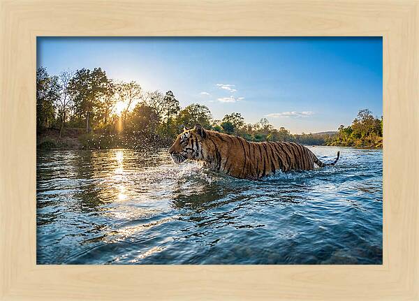 Asian Tiger Crossing Water