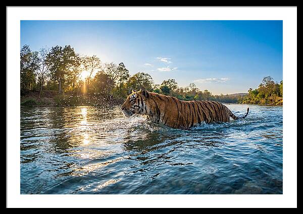 Asian Tiger Crossing Water