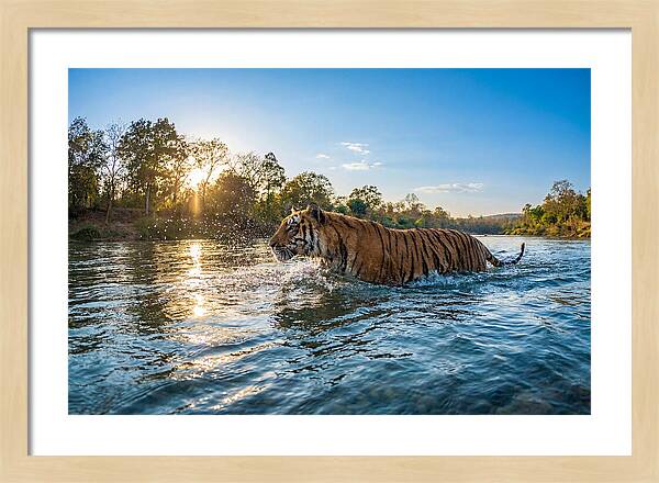 Asian Tiger Crossing Water