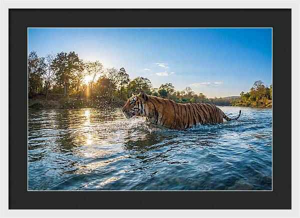 Asian Tiger Crossing Water