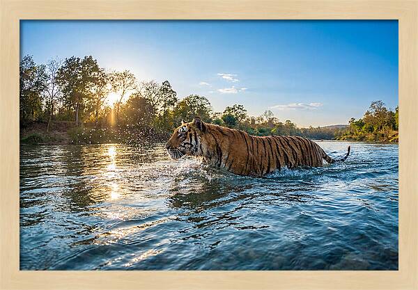 Asian Tiger Crossing Water