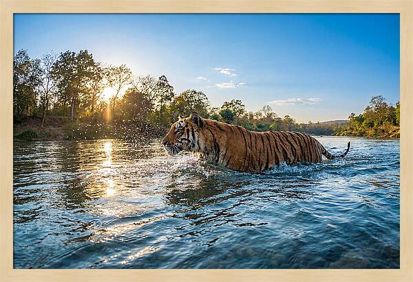 Asian Tiger Crossing Water