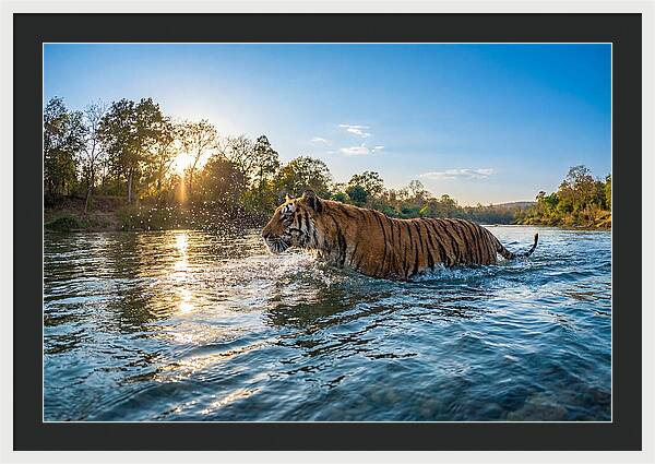 Asian Tiger Crossing Water