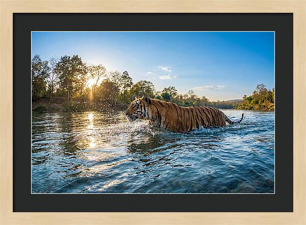 Asian Tiger Crossing Water