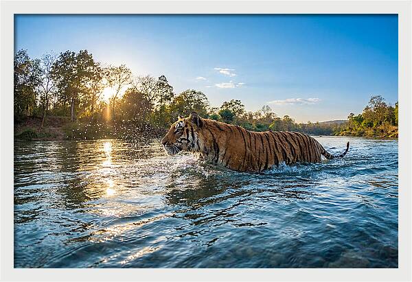Asian Tiger Crossing Water