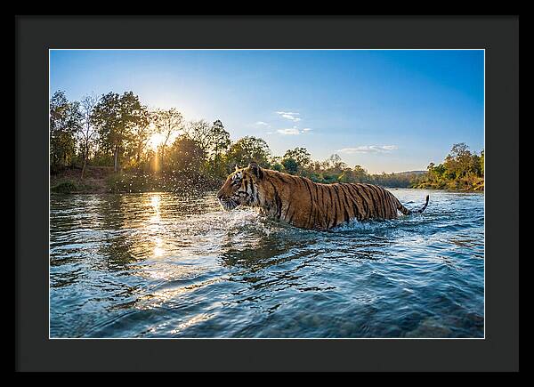 Asian Tiger Crossing Water
