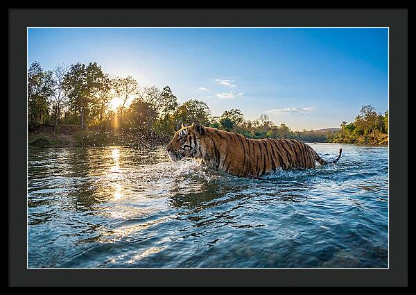 Asian Tiger Crossing Water