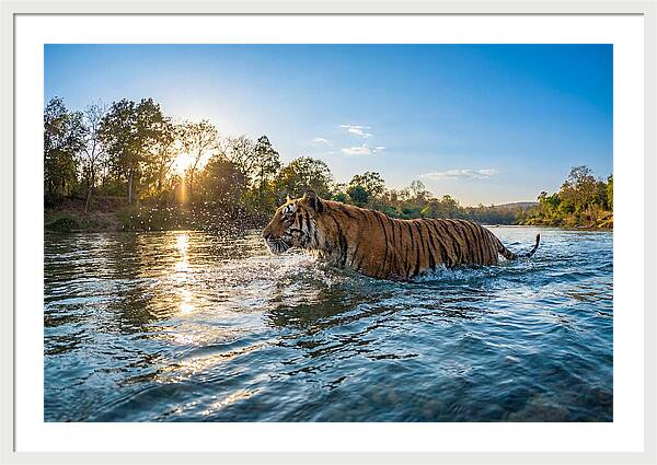 Asian Tiger Crossing Water
