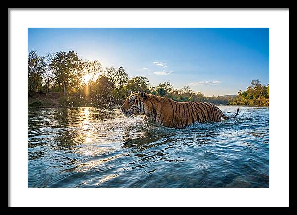 Asian Tiger Crossing Water