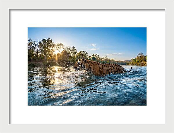 Asian Tiger Crossing Water