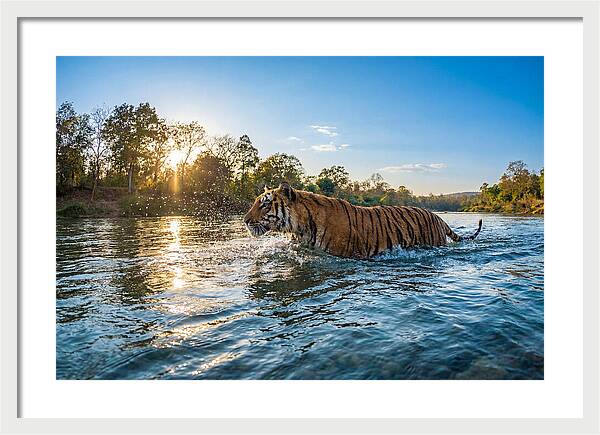 Asian Tiger Crossing Water