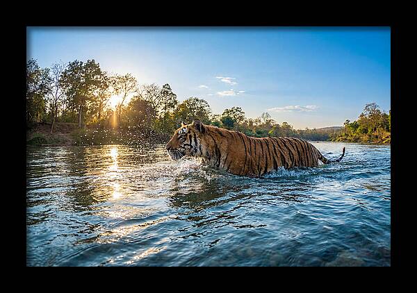 Asian Tiger Crossing Water