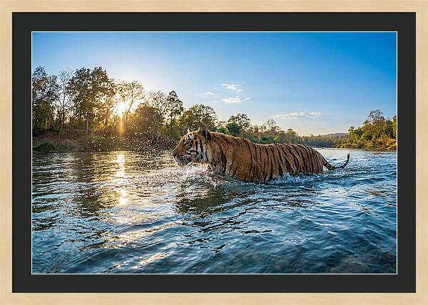 Asian Tiger Crossing Water