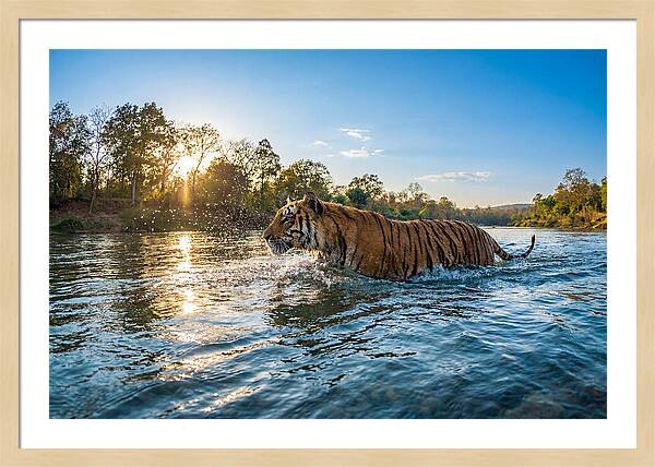 Asian Tiger Crossing Water