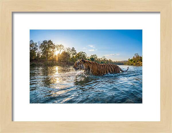 Asian Tiger Crossing Water
