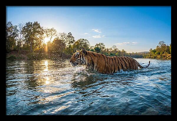 Asian Tiger Crossing Water