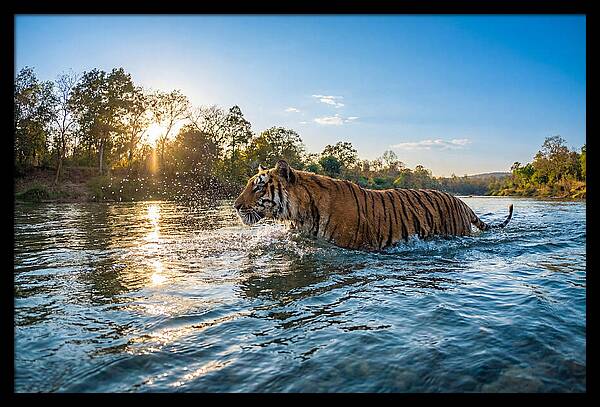 Asian Tiger Crossing Water
