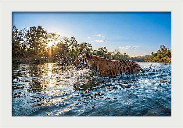 Asian Tiger Crossing Water