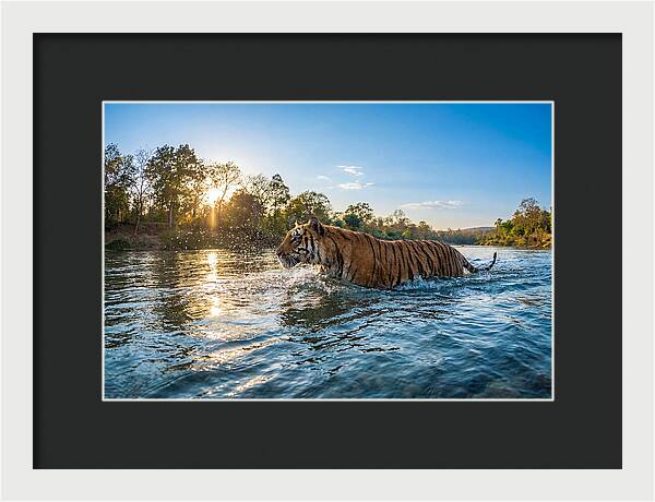Asian Tiger Crossing Water