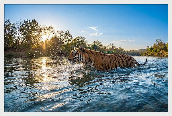 Asian Tiger Crossing Water