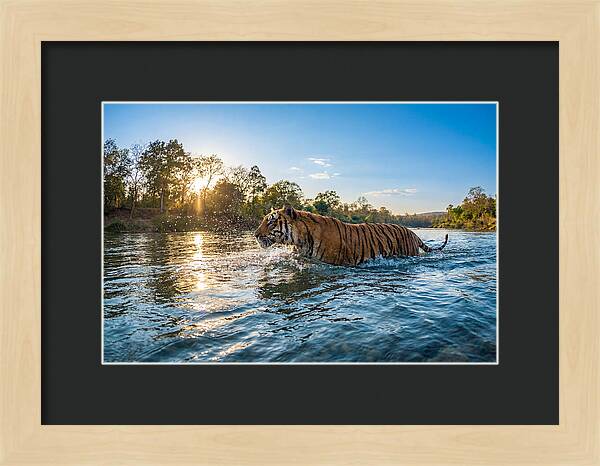 Asian Tiger Crossing Water