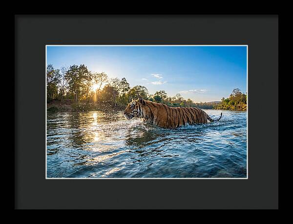 Asian Tiger Crossing Water