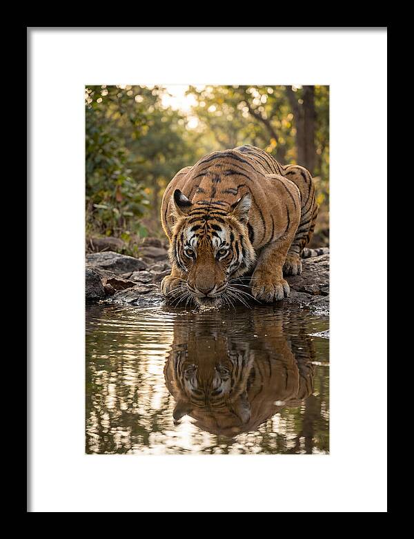 Asian Tiger Drinking Water