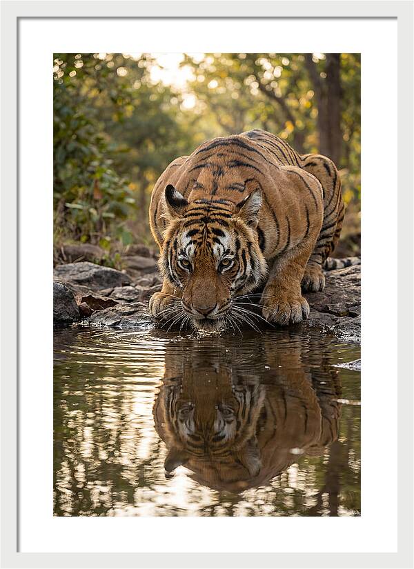 Asian Tiger Drinking Water