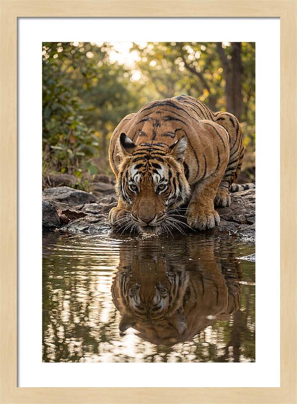 Asian Tiger Drinking Water