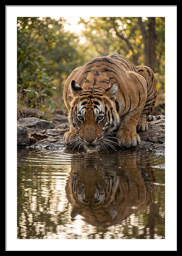 Asian Tiger Drinking Water