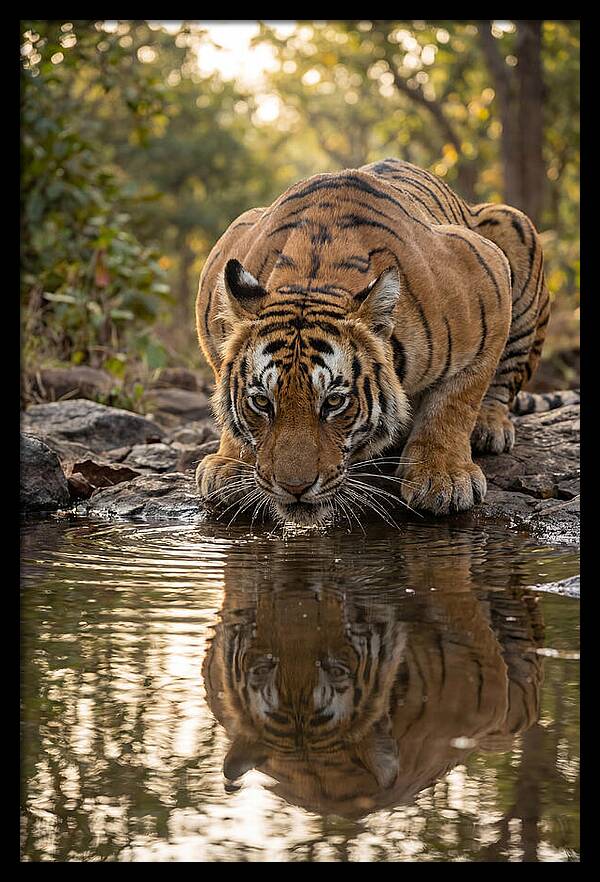 Asian Tiger Drinking Water