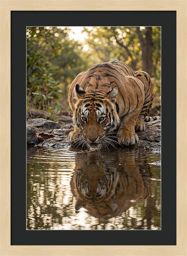 Asian Tiger Drinking Water