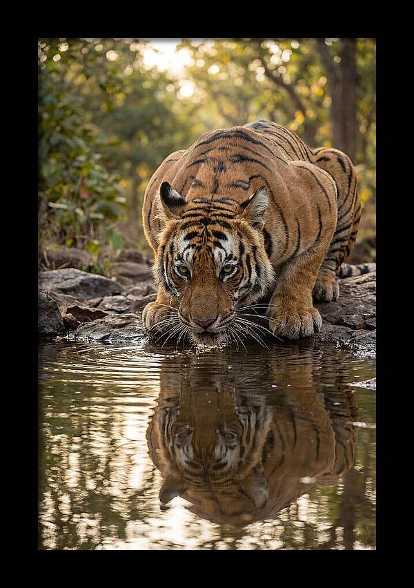 Asian Tiger Drinking Water